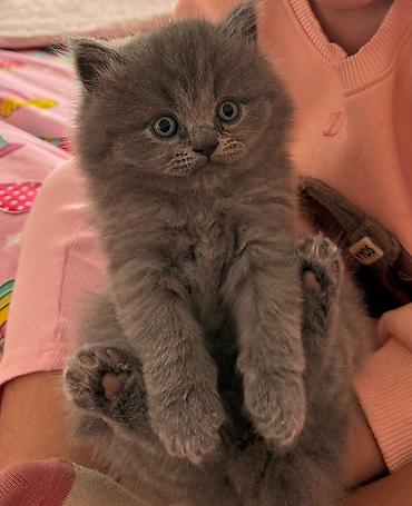 Pişiklər: Britan — 5