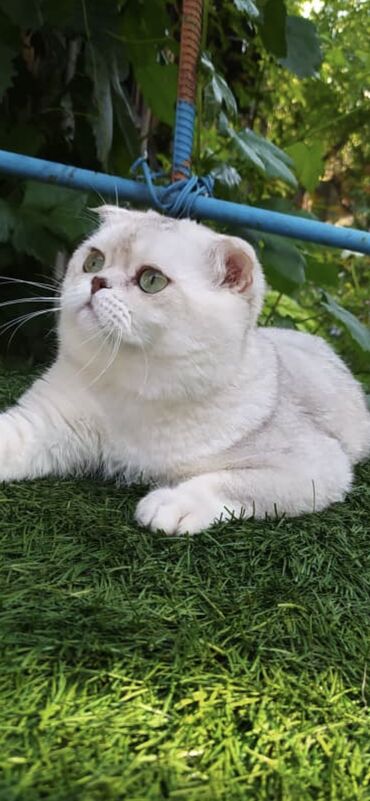 бурманская кошка бишкек: Вязка ! Не продажа!!! Молодой котик Scottish fold окрас серебристая