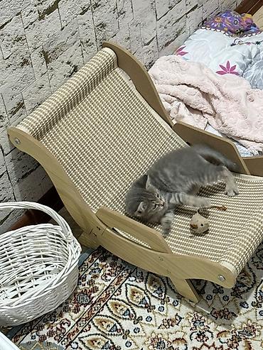 котенок бенгал: Беспородная, 1 месяц, Мальчик, Серый, Приучена к лотку — 5