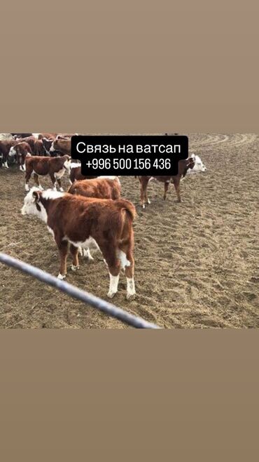 сельскохозяйственные животные продажа: Сатам | Уй (ургаачы), Бука (эркек), Кунаажын | Ангус, Герефорд, Голштин | Бордоп семиртүү үчүн, Союуга, Көбөйтүү үчүн | Асыл тукумдуу