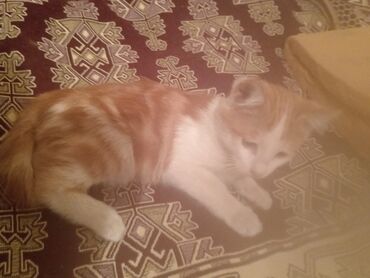британские плюшевые котята: Кошка даром: Манчкин, 4 месяца, Девочка, С прививками