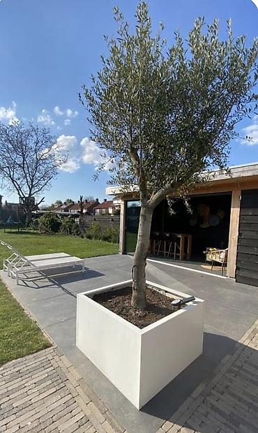 Bitkilər üçün dibçəklər: Dibcekler — 7