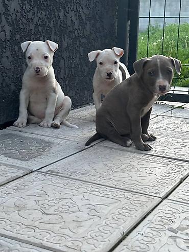 Продажа собак: Питбуль, 1 месяц, Самец — 8