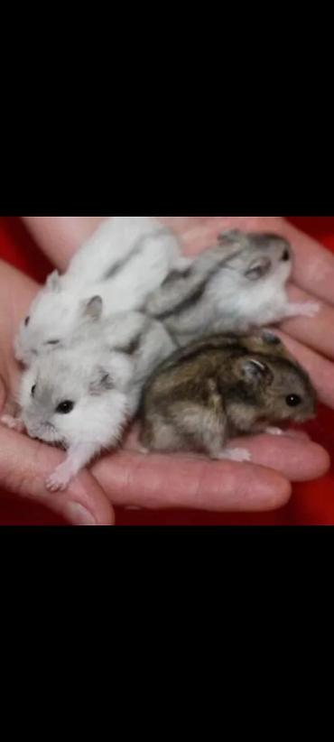 Зоотовары: Клетки для хомяков с комплектом аксессуаров. Варианты: - — 5