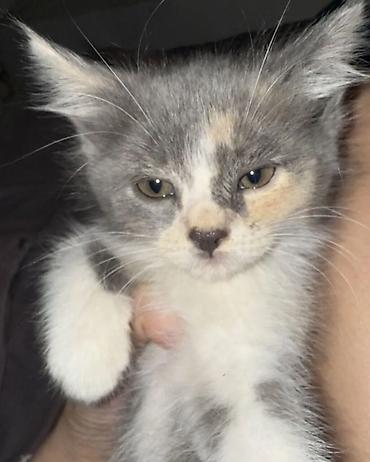 возьму котенка: 3 месяца, Девочка, Приучена к лотку — 2