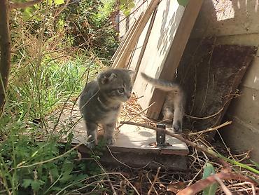 Продажа кошек: 🐾 Пушистое счастье ищет дом! 🏡 потрясающая девочка ушки стоячие — 12