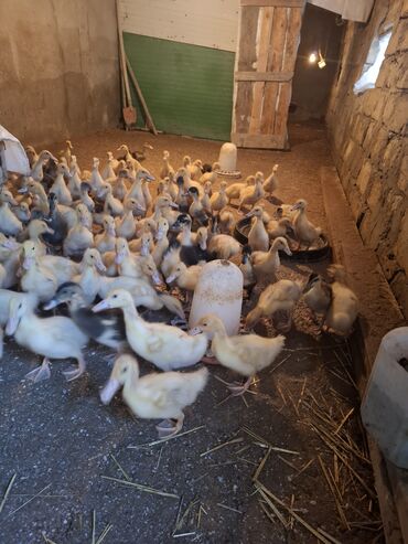 Ördəklər: 107 dene yawil baw ordek 23 gunukdu 3 .70 1 densi cem satlir unvan — 12