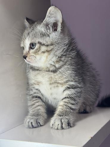 Pişiklər: Britan, Erkək, Ünvandan götürmə — 2