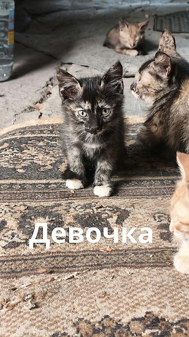 Животные: Отдаю в добрые руки котят потомственных охотников-крысоловов один — 3
