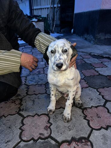 Собаки: Продается Далматинец 3 месяца мальчик