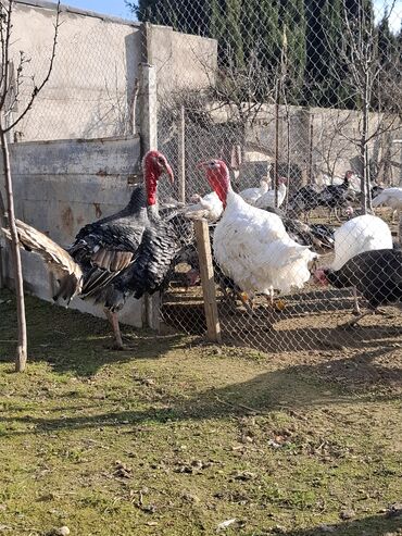 Hinduşka: Erkək, Amerika, Damazlıq, Ünvandan götürmə — 5