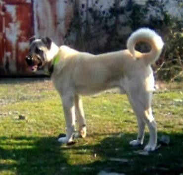 İtlər: Kanqal — 7