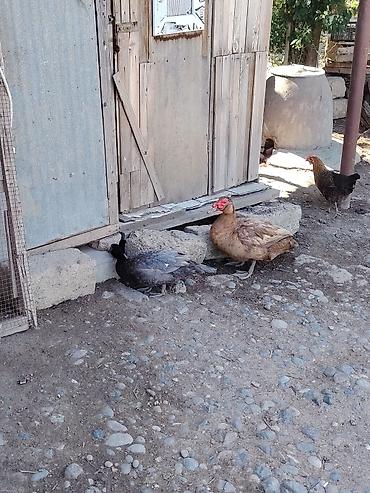 K/t heyvanları və malları: Gorduyunuz ordeylerin yumurtlari satcilir — 1