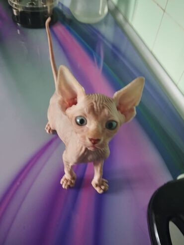 добрые руки собаки: Sfinks