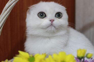 отдам даром шотландского вислоухого котенка: Продаются котята породы шотландская вислоухая, серебристая