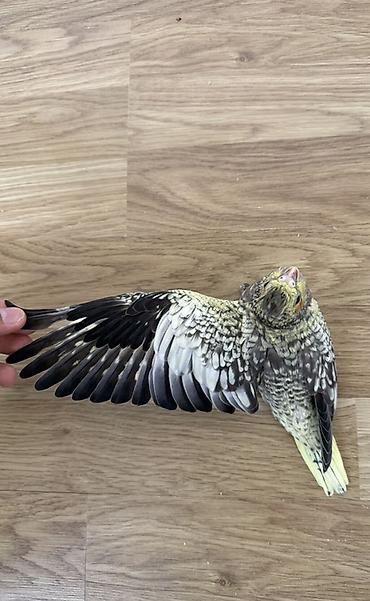 корелла: Sultan papuqayı (Cockatiel) balası. Şəkillərdə görünən quş boz, sarı — 1