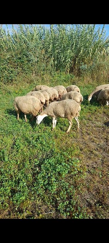 lal ordəklərin satisi: 20 baş Qarabağ sort qoyunları.birinci qarına.hamısı boğazdır.1 aya — 2