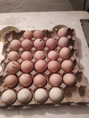 продаю яицо: Инкубационные яица даканов