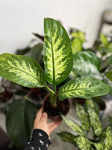 Другие комнатные растения: Представляем ассортимент декоративно-лиственных растений, которые — 15