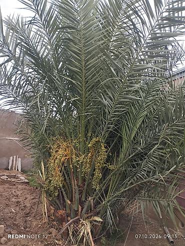 küknar ağacı: Xurma palmaları (Phoenix dactylifera) – çoxgövdəli, məhsuldar ağac - — 4