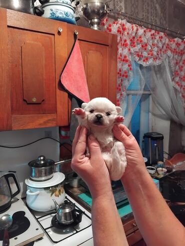 Продажа собак: Щенок декоративной породы, кремово-белый окрас, миниатюрный формат — 1