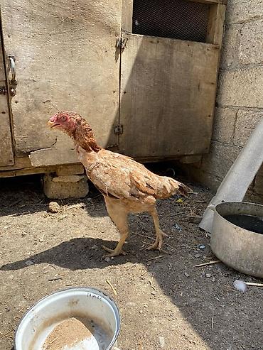 brama cucə: Xoruz, Heyratı, il: 2, Ünvandan götürmə, Ödənişli çatdırılma — 6