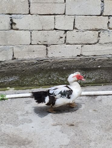 lal ördək balaları: (bir ədəd dişi lal ördek ilə barter olunur) tam sağlam heyvandir