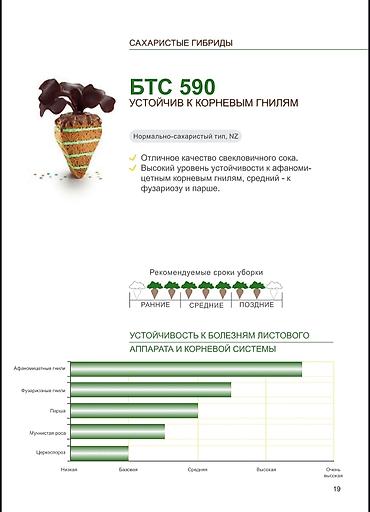 Свёкла: 10+1 акция срочно Семена Сахарной свеклы компании Beta Seed 2025 — 8