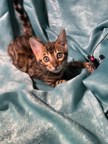 Продажа кошек: Бенгальская, 2 месяца, Девочка, Шоколадный, Приучена к лотку, Проглистована, С документами — 26