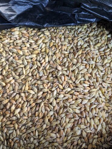 жугору сатам: Продаем корм 2в1 ячмень с пшеницей также есть доставка за отдельную