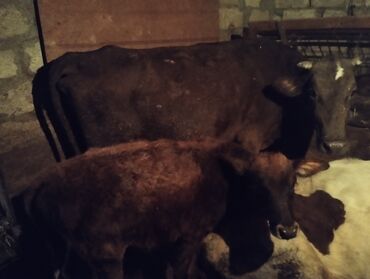 lalafo qoyun satisi: Süd inəyi buzovu ilə birlikdə - Növ: yerli inək (qara-qəhvəyi