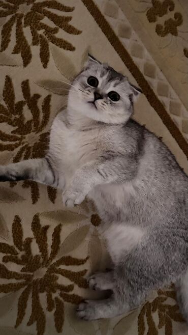 Pişiklər: Şotland yastı qulaq, Dişi, Yaxşı əllərə, Ödənişli çatdırılma — 15