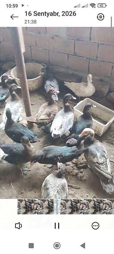 qaz ördey: Cins lal ördəklər satılır — 5