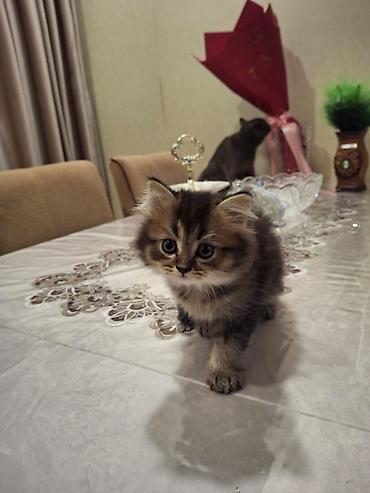 Pişiklər: Britan, Erkək — 13