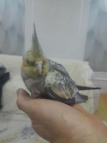 quş: Məhsul: Nimfa papuqayı (Cockatiel) Təsvir:ele oyresib dislemir - — 3