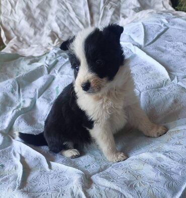francuski buldog štenci prodaja: Border koli/collie štenci. Vakcinisani i očišćeni od parazita, 2