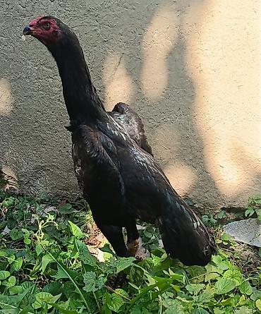 balaca qaz: Toyuq, Damazlıq — 6