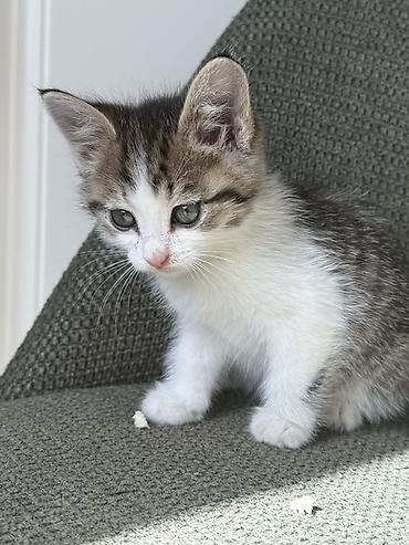 Продажа кошек: Котёнок, короткошёрстный Милейшый, добрый котенок Очень любит сидеть — 1
