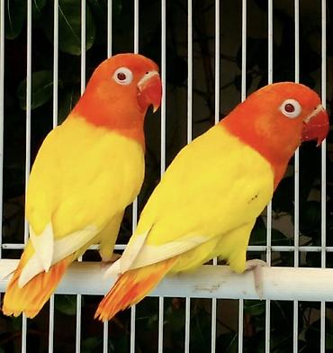 неразлучник: Məhsul: Cüt papuqay (Lovebird – agapornis növü) ALIRAM. Qiymət — 1