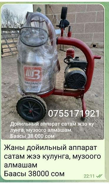собаки афчарка: Продаю | Тёлка, Музоо, торпок | Симментальская | Для молока | Племенные — 1