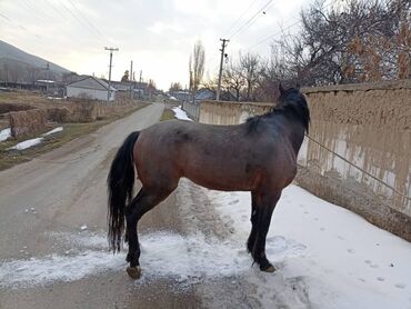 золотая лошадь пластырь бишкек адрес: Продаю | Конь (самец) | Полукровка