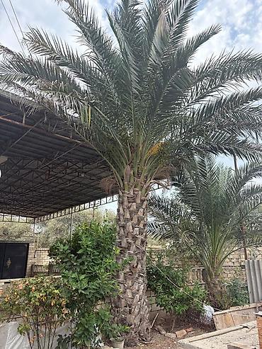 palma agaci satilir: Xurma (xurma xurması) palm ağacı - Növ: Dekorativ xurma palmı — 1