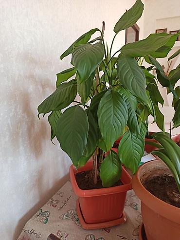 Digər bitkilər: Ev otaq gülləri – bir neçə növ 5-50 manat arası qiymət - — 2