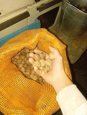 вакуумный упаковка: Грецкий орех, В скорлупе, Оптом — 3
