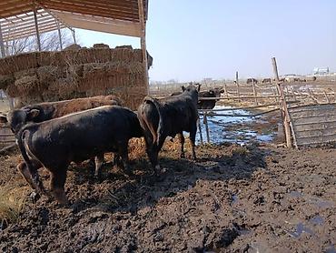 Коровы, быки: Продаю | Бык (самец) | На откорм | Племенные — 10