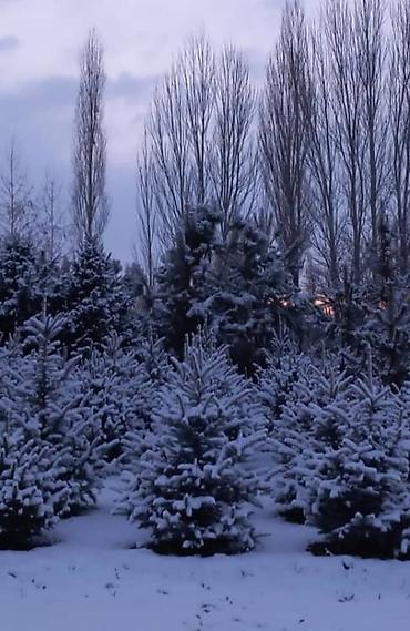 Декоративные деревья: Продаются ели голубые, зелёные, вечнозелёные самшиты, туи, сосны — 10