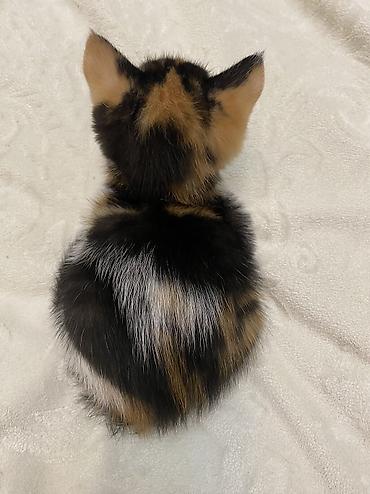 angora pişik: Dişi, Erkək, Ünvandan götürmə — 1