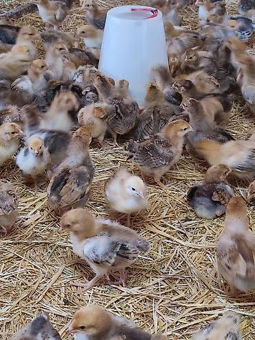 Куры, петухи: Продаю | Цыплята | Кучинская | Для разведения — 11