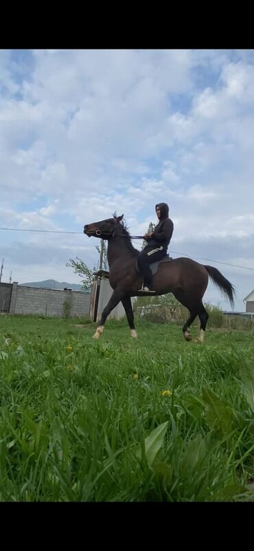 Лошади, кони: Продаю | Конь (самец) | Полукровка | Конный спорт