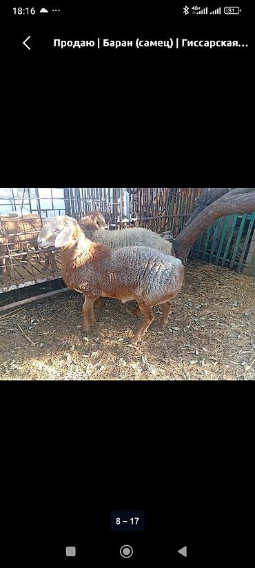 румынский фазан самка: Продаю | Баран (самец) | На забой, Для разведения — 3